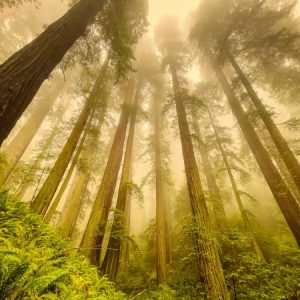 Product Image and Link for Redwoods in the Fog
