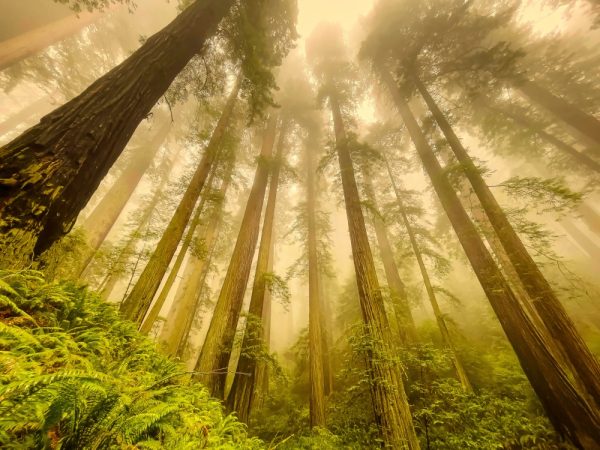 Product Image and Link for Redwoods in the Fog