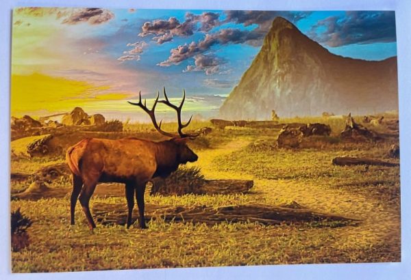 Product Image and Link for Roosevelt Elk Refrigerator Magnets