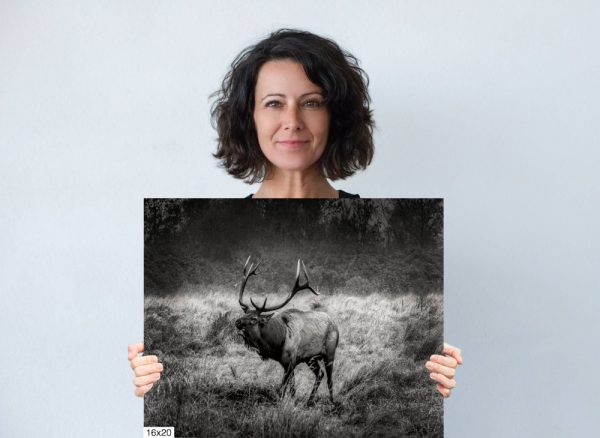 Product Image and Link for Elk Bugle