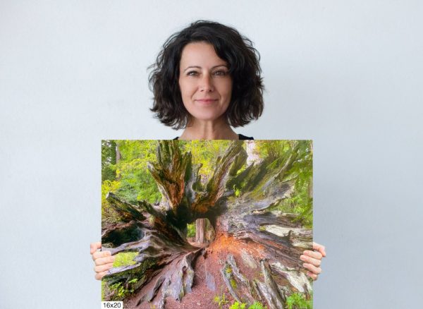 Product Image and Link for Hollow Redwood Log