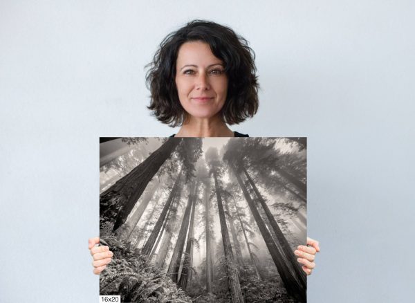 Product Image and Link for Redwoods in the Fog- Black and White