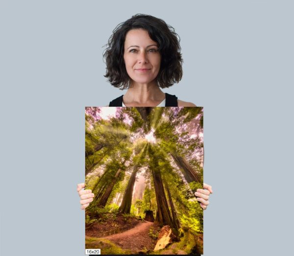 Product Image and Link for Redwood Morning