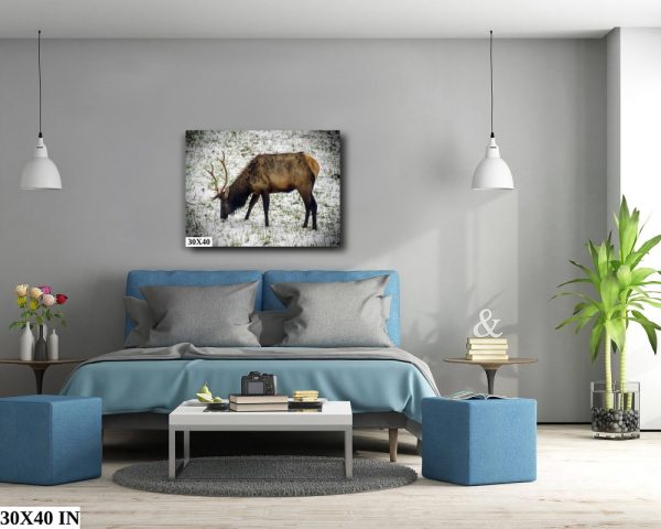 Product Image and Link for Snowy Elk