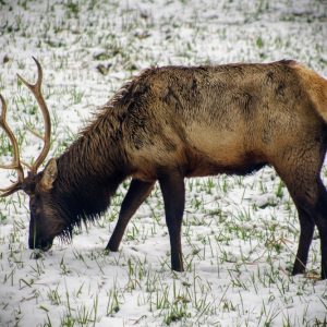 Product Image and Link for Snowy Elk