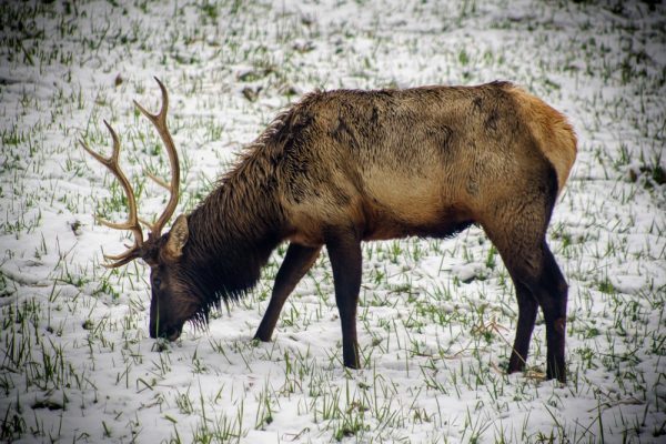 Product Image and Link for Snowy Elk