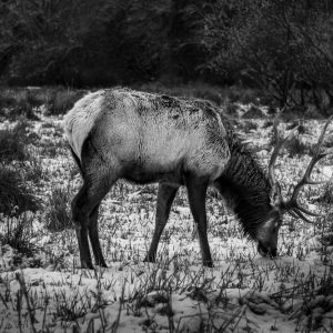 Product Image and Link for Snowy Elk- Black and White.