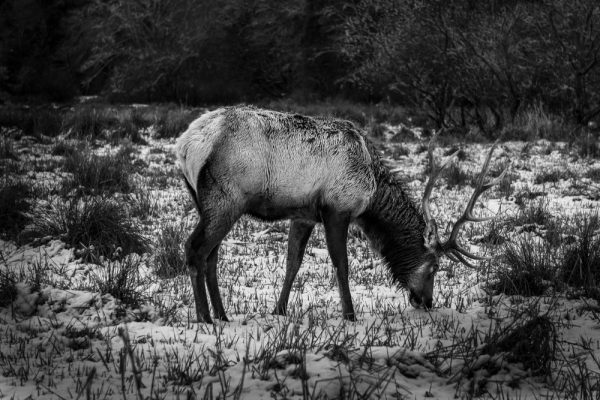 Product Image and Link for Snowy Elk- Black and White.