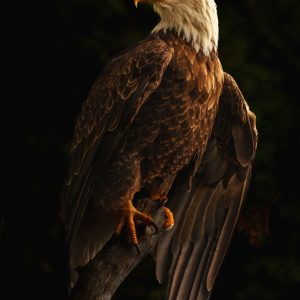 Product Image and Link for Bald Eagle Pose