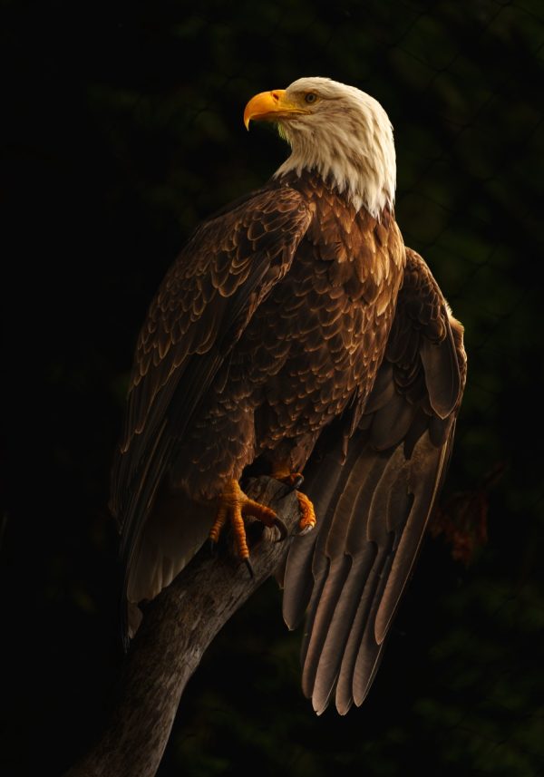 Product Image and Link for Bald Eagle Pose