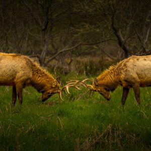Product Image and Link for Elk Joust