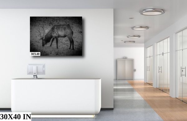 Product Image and Link for Snowy Elk- Black and White.