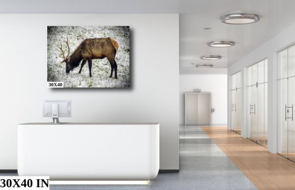 Product Image and Link for Snowy Elk