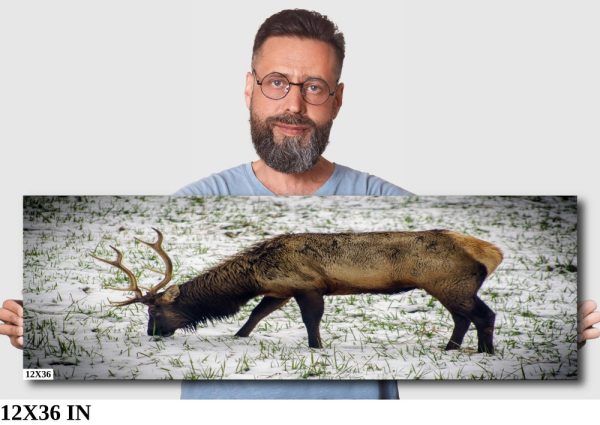 Product Image and Link for Snowy Elk