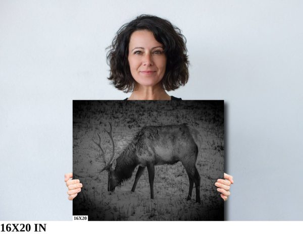 Product Image and Link for Snowy Elk- Black and White.