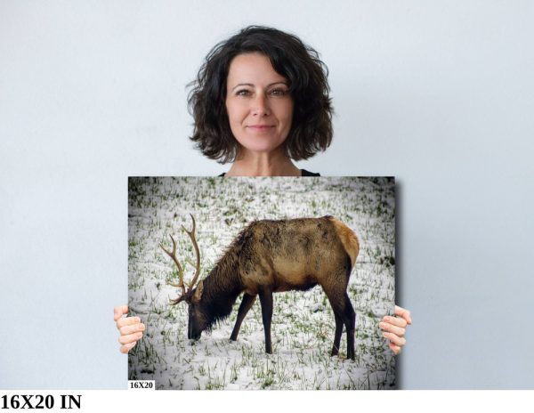 Product Image and Link for Snowy Elk