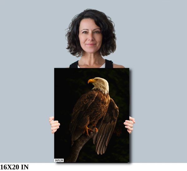 Product Image and Link for Bald Eagle Pose
