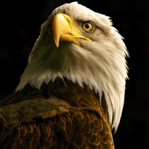Product Image and Link for Bald Eagle