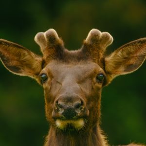 Product Image and Link for Elk Print