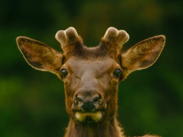 Product Image and Link for Elk Print
