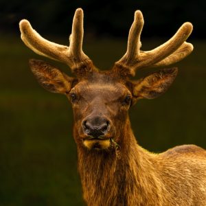 Product Image and Link for Bull Elk in Velvet