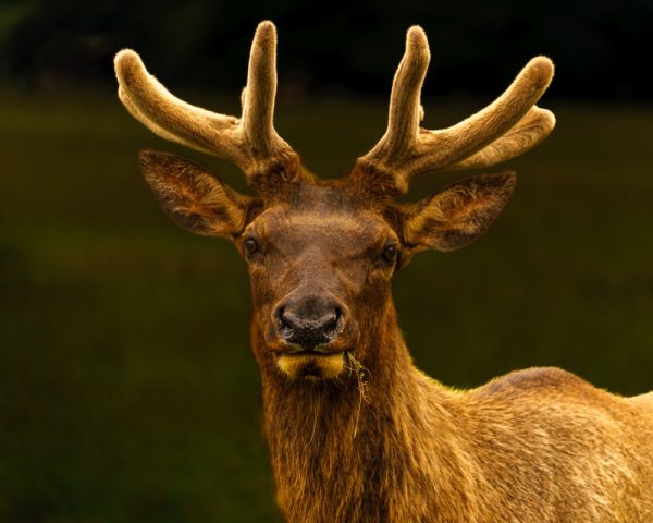 Product Image and Link for Bull Elk in Velvet