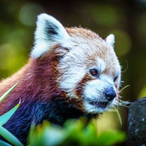 Product Image and Link for Red Panda Print