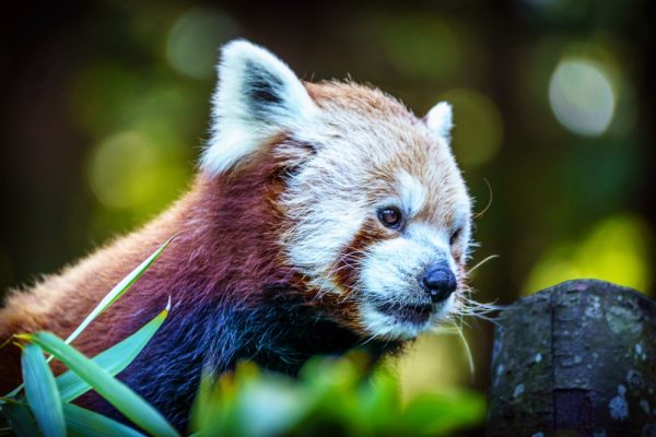 Product Image and Link for Red Panda Print