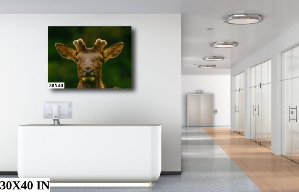 Product Image and Link for Elk Print