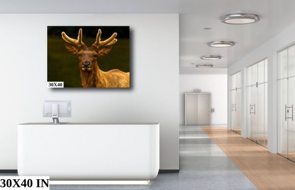 Product Image and Link for Bull Elk in Velvet