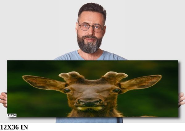 Product Image and Link for Elk Print