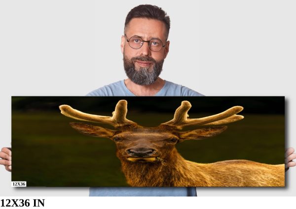 Product Image and Link for Bull Elk in Velvet