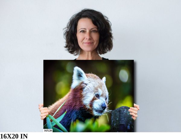 Product Image and Link for Red Panda Print