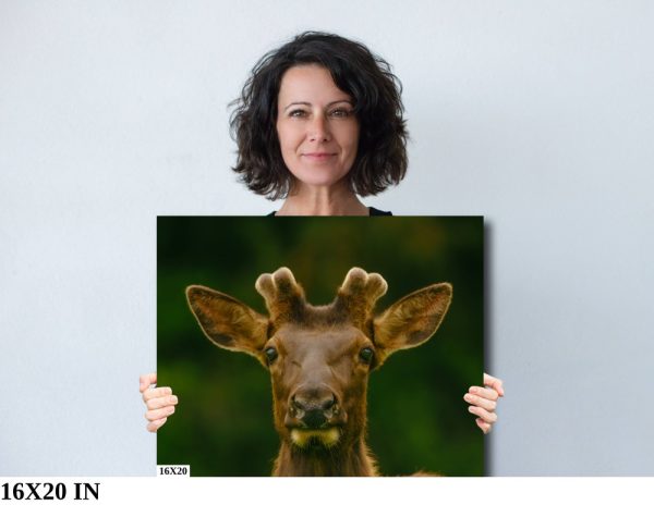 Product Image and Link for Elk Print