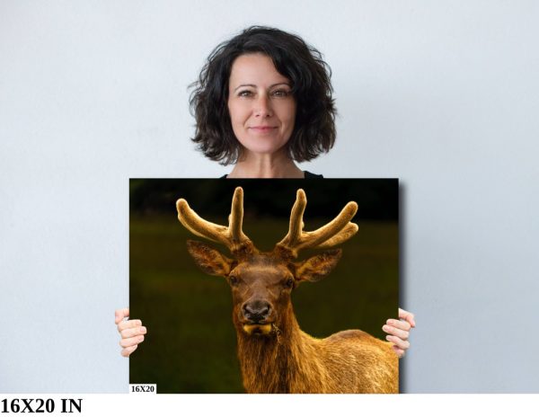 Product Image and Link for Bull Elk in Velvet