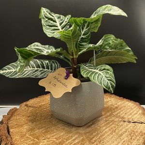 Product Image and Link for 4″ Aphelandra