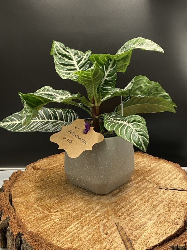 Product Image and Link for 4″ Aphelandra