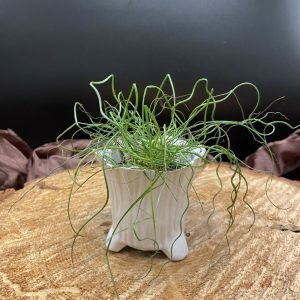 Product Image and Link for 2″ Green Plant Juncus
