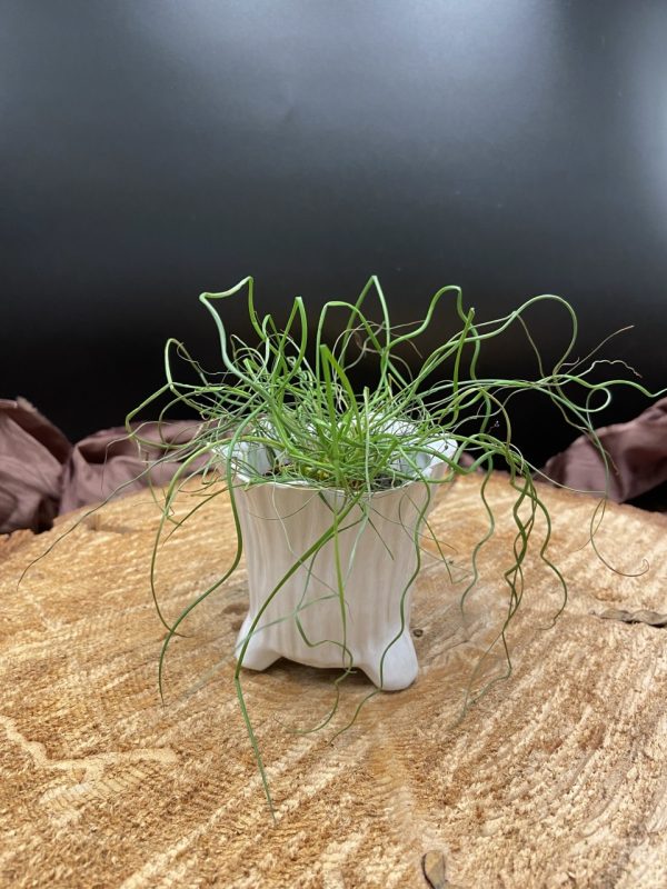 Product Image and Link for 2″ Green Plant Juncus