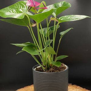 Product Image and Link for 4″Anthurium (purple)