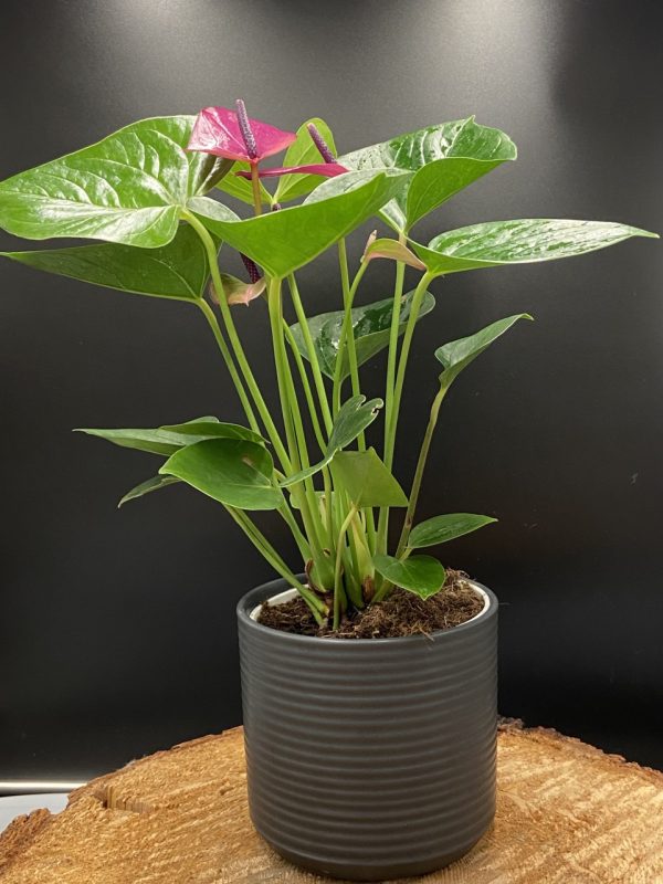 Product Image and Link for 4″Anthurium (purple)
