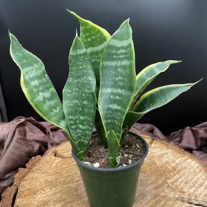 Product Image and Link for 4″ Sansevieria Laurentii