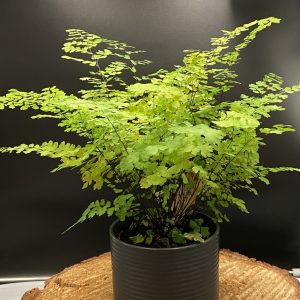 Product Image and Link for 4″ Maidenhair Fern