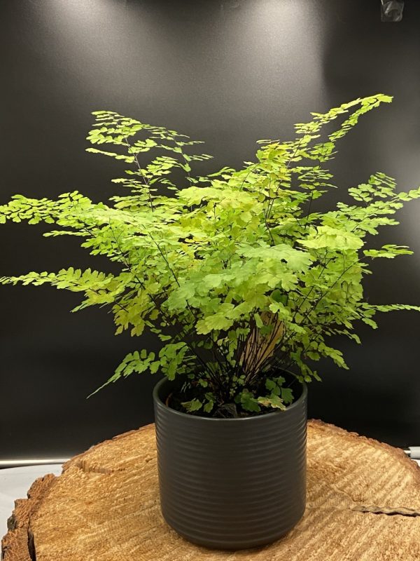 Product Image and Link for 4″ Maidenhair Fern