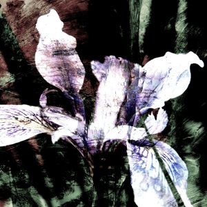 Product Image and Link for Abstract Iris No.13