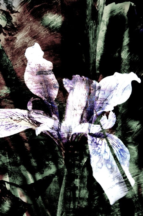 Product Image and Link for Abstract Iris No.13