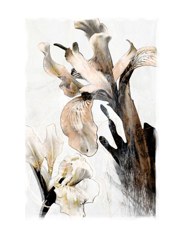 Product Image and Link for Abstract Irises No. 11