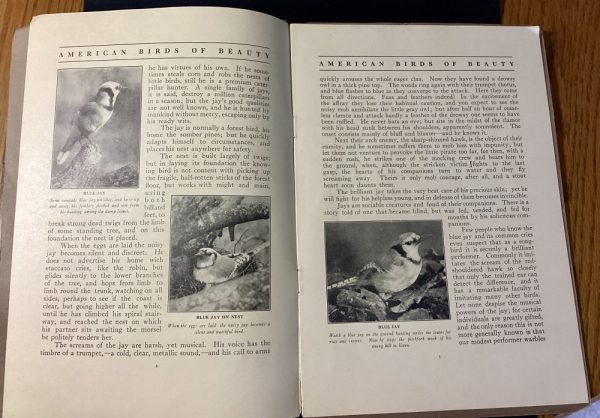 Product Image and Link for The Mentor American Birds Of Beauty Vol 1 June 1913