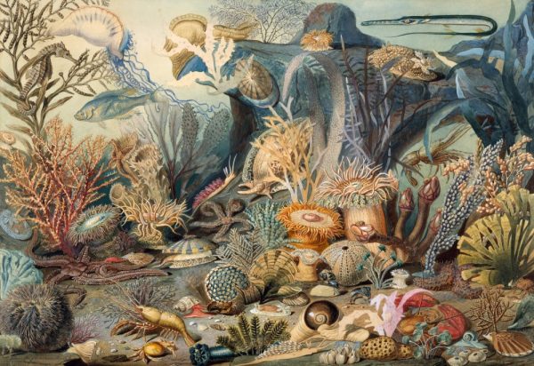 Product Image and Link for Ocean Life By James M. Sommerville (475 Piece Ocean Wooden Jigsaw Puzzle)