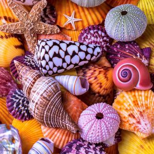Product Image and Link for Ocean Treasures (145 Piece Ocean Wooden Jigsaw Puzzle)